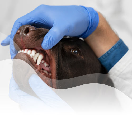Descuento en limpieza dental